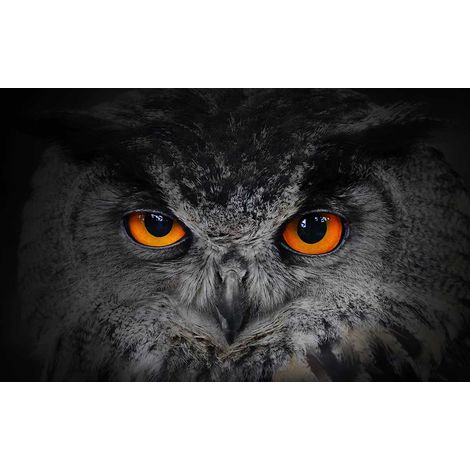 Tableau yeux d' hibou et plumes grises, 80x50cm Toile imprimée (1/5)