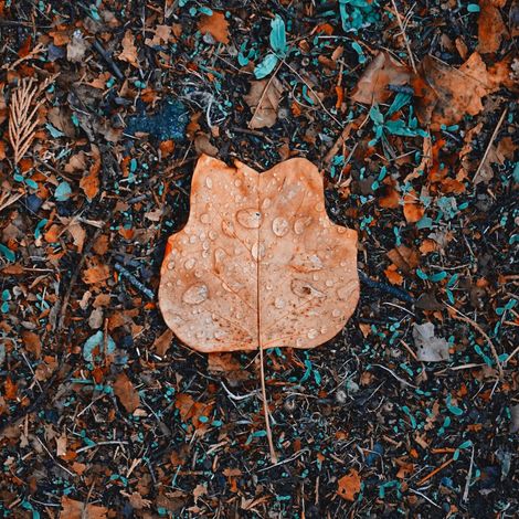 Tableau sur toile feuille d'automne 30x30 cm - Impression sur Toile Murale Décorative - Image imprimée en HD sur Toile - Toile sur Châssis en Bois FSC - Fabriqué en France