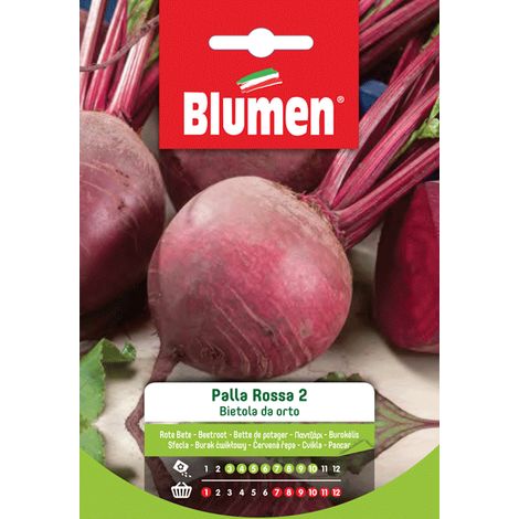 Blumen semi bietola orto palla rossa 2