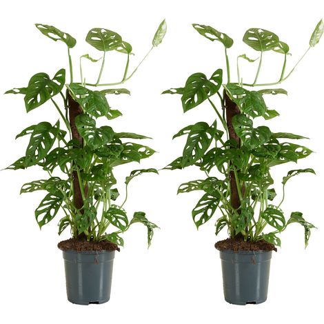 Bloomique - Lot de 2 - Monstera Adansonii avec Bâton de Mousse - Feuille de Singe - Plantes d'intérieur - Purifiant l'air - Facile d'entretien - Hauteur 70-80 cm - Pot 17 cm