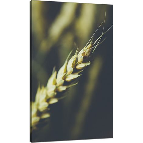 Stampa su tela Botanica Spiga di grano 70x120 cm