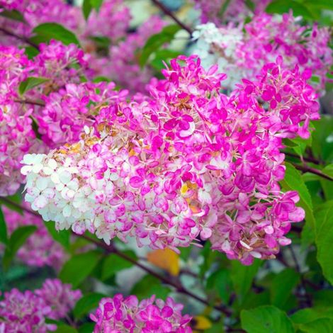 Pépinières Naudet – Hortensia Paniculé 'Vanille Fraise' – Arbuste buissonnant – Fleurs roses et blanches – Hauteur à maturité 2 à 3 m – Exposition soleil