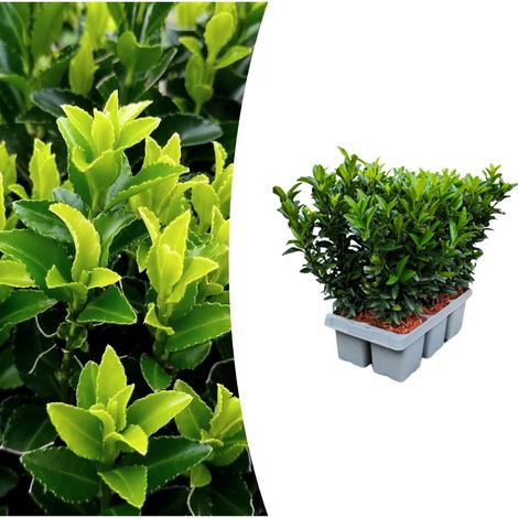 Lot de 6 Fusains du Japon Euonymus Green Spire pour Haie et Bordure, Pot Ø 7 cm, Hauteur 15 cm - PANGIVO (1/4)