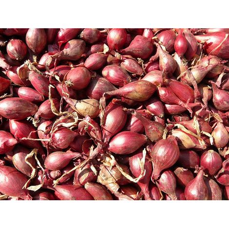 SCALOGNO ROSSO DA INTERRARE (CONFEZIONE DA 500GR)
