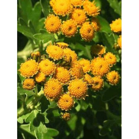 Chrysanthème 'Gold And Silver' Godet de 8/9 cm (1/5)