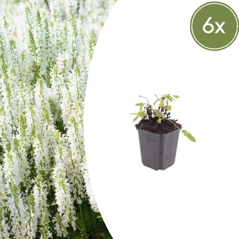 Lot de 6 Sauges des bois Salvia nemorosa 'Schneehügel' Plante Vivace Mellifère 10-25 cm Ø 9 cm - PANGIVO (1/5)