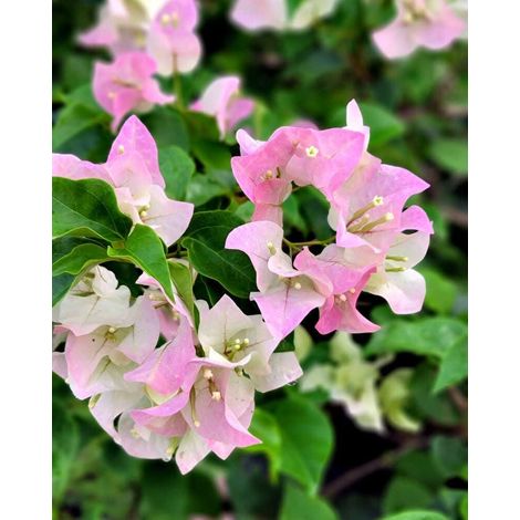 Bougainvillea 3 cuttings thai