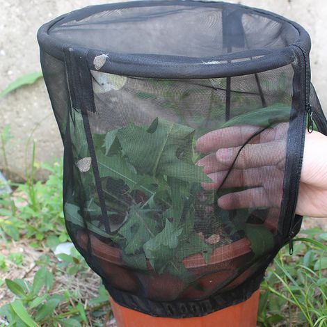 Filet de protection pour plantes avec fermeture éclair, sac en filet à mailles fines, housse pour plantes de jardin, protection pour fruits (1/5)