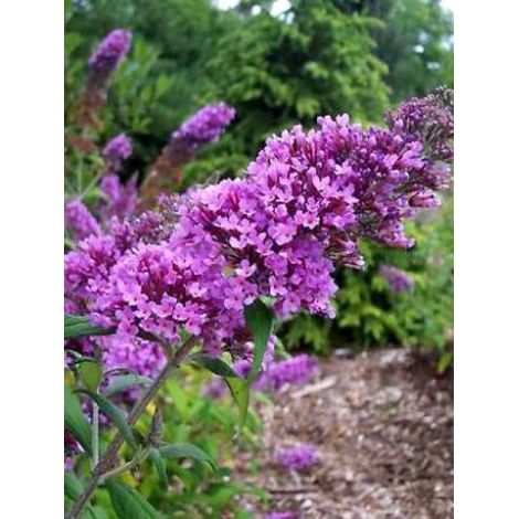 Arbre aux papillons 'Peacock'® Pot de 3L/4L