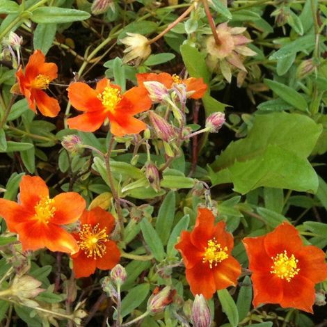 4 x Hélianthème  - Helianthemum 'Bronzeteppich'  - godet 9x9 cm (1/4)