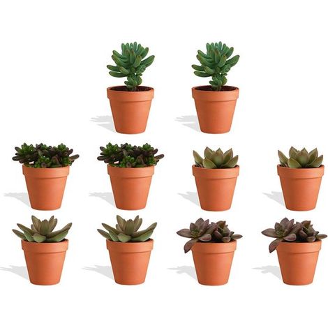 Mini-succulentes Sedum Mix en pot de terre cuite - 10 pièces - Pot de pépinière de 5,5 cm - Hauteur 8-15 cm - Mini-succulentes - Plantes d'intérieur (1/5)