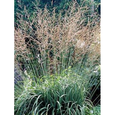 Molinie 'Sky Racer' Godet de 8/9 cm (1/3)