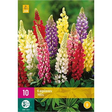Mélange de 10 bulbes Lupin mix Multicolore