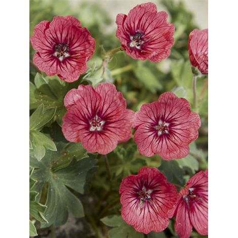 Géranium vivace à feuilles cendrées 'Jolly Jewel Salmon' Godet de 8/9 cm (1/2)