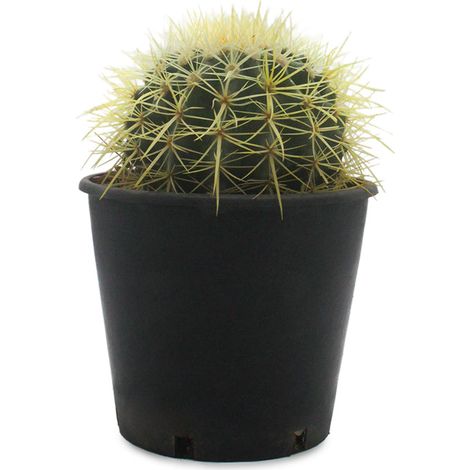 Echinocactus grusonii - cuscino della suocera - vaso 18 cm (1/3)