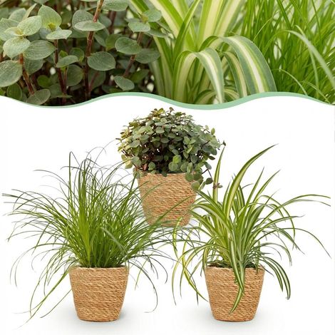 Mix de 3 Plantes d'Intérieur Amies des Animaux Cyperus Calissia Chlorophytum avec Paniers Pot 12cm - PANGIVO (1/5)