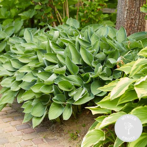 Bloomique - Hosta Sieboldiana 'Elegans' – Hosta – Plantes de jardin – Rustique – Sans danger pour les animaux – Hauteur 10-20 cm – Pot 9x9 cm (1/4)