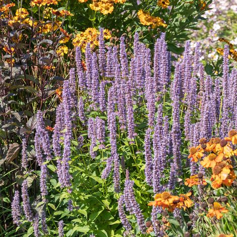 Bloomique - Lot de 3 - Agastache Blue Fortune - Agastache - Floraison abondante - Attire les abeilles et les papillons - Rustique - Vivace - Hauteur 10-20 cm - Pot 9 cm