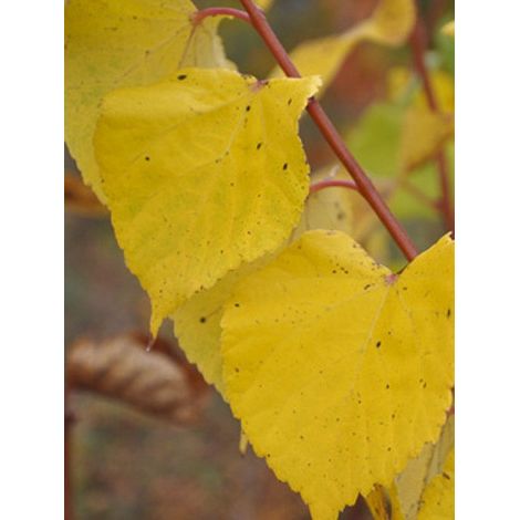 Tilleul à grandes feuilles, Tilleul de Hollande 'Rubra' Pot de 12L/15L, Baliveau (1/3)