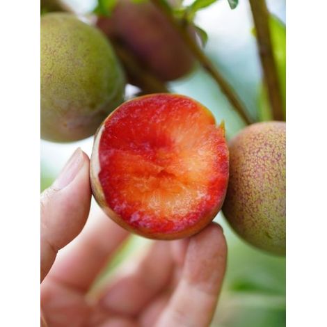 Pluot 'Flavor Candy' Pot de 7,5L/10L, Gobelet (1/2)