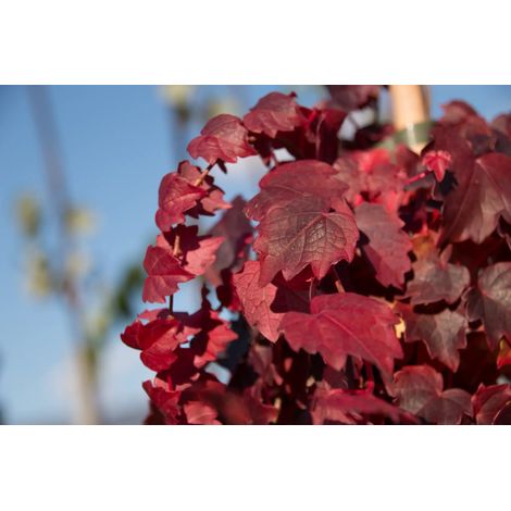 Gardenaria Parthenocissus tricuspidata 'Veitchii' - Pianta rampicante ornamentale da esterno - Altezza: 100/125 cm (vaso19)