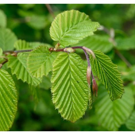 Carpinus Betulus in Vaso da 19cm