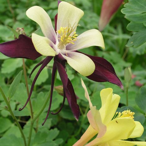 4 x Ancolie - Aquilegia 'Dragonfly Hybrids' - godet 9x9 cm (1/4)