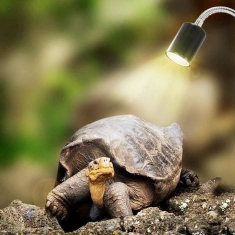 Lampe chauffante (acier) 25 W UVA UVB pour tortues terrestres, idéale pour les aquariums et les reptiles, avec base longue et rotation à 360° (ampoule incluse). (1/4)