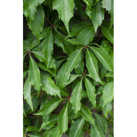Vigne Vierge Parthenocissus quinquefolia Engelmannii Grimpante Autofixante H 65 cm Pot 15 cm Lot de 4 - PANGIVO (1/4)