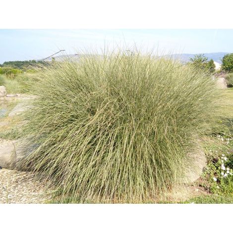 1 PIANTA DI MISCANTHUS SINENSINS MORNING LIGHT VASO 17CM Graminacea (1/2)