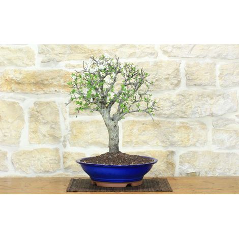 Bonsai di Mirabolano - Prugno Selvatico (174) (1/5)