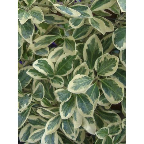 Fusain du Japon 'Silver King' Pot de 7,5L/10L (1/4)