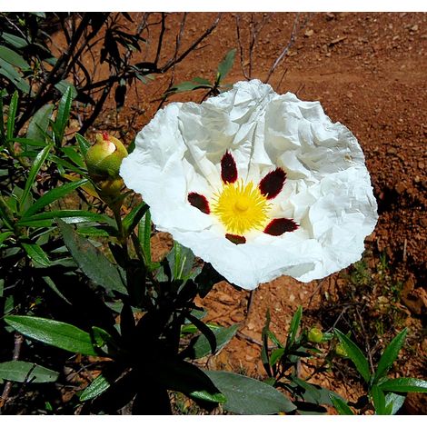 Planta de Cistus Ladanifer. Jara Pringosa