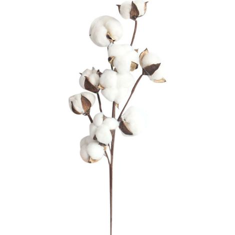 Kaelt - 10 fleurs de coton séchées, branches de kapok, fleurs éternelles séchées, accessoires de décoration de bouquet de bricolage en coton séché à la main, blanc, (1/5)