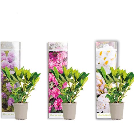 Bloomique - Lot de 3 - Rhododendron - Violet, Rose, Blanc - Persistant - Rustique - Plantes de jardin - Hauteur 15-20 cm - Pot 9 cm
