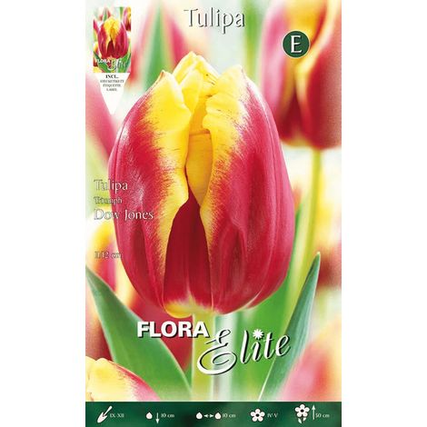 BULBI AUTUNNALI TULIPANO DOW JONES CONFEZIONE DA 7 BULBI BULBS BULBES