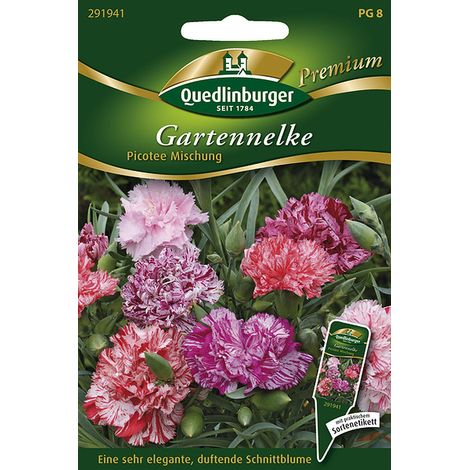 Quedlinburger Saatgut – Œillet des fleuristes « Picotee » en mélange – Graines de fleurs, fleurs doubles, 50 cm