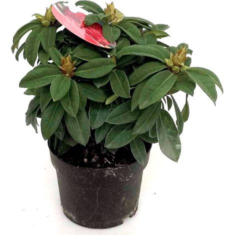 Planta Natural de Rhododendro Hybrida en Maceta de 2L
