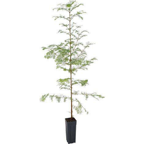 Metasequoia glyptostroboides - abete d'acqua - vaso quadro 9x9x20 cm (1/2)