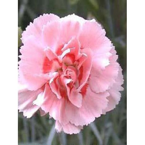 Œillet mignardise 'Doris' Godet de 8/9 cm (1/3)