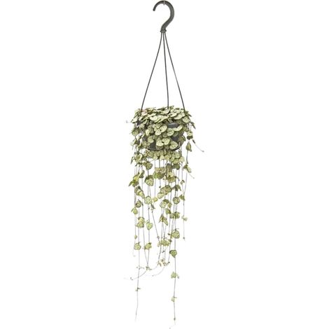 Ceropegia Woodii - Plante Suspendue Chaîne de Cœurs - Pot Ø14 cm - Hauteur 50 cm - PANGIVO (1/4)