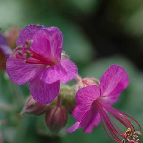 Géranium vivace Velebit/Godet - 5/20 cm