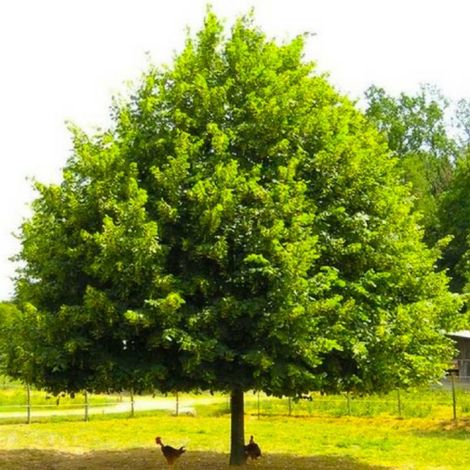 Pépinières Naudet – Tilleul à petites feuilles (Tilia cordata) – Godet 20/40cm – Floraison parfumée – Ombrage dense – Pour jardins et parcs
