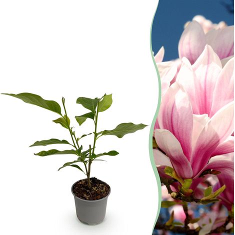 Magnolia soulangeana, Arbuste à Fleurs Roses pour Jardin et Terrasse, Pot 12 cm, Hauteur 30 cm - PANGIVO (1/5)