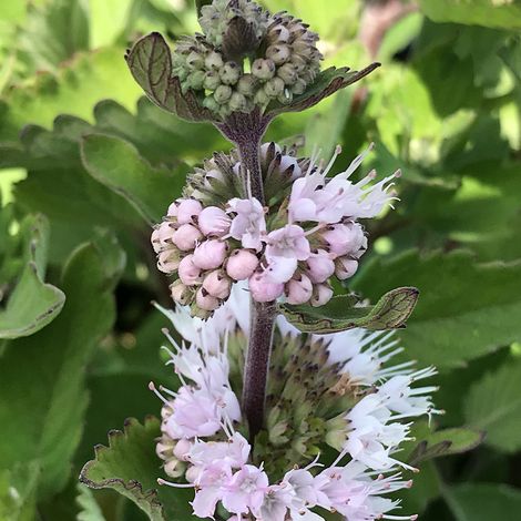 Barbe-bleue, Spirée bleue 'pavilion-pink' Godet de 8/9 cm (1/2)