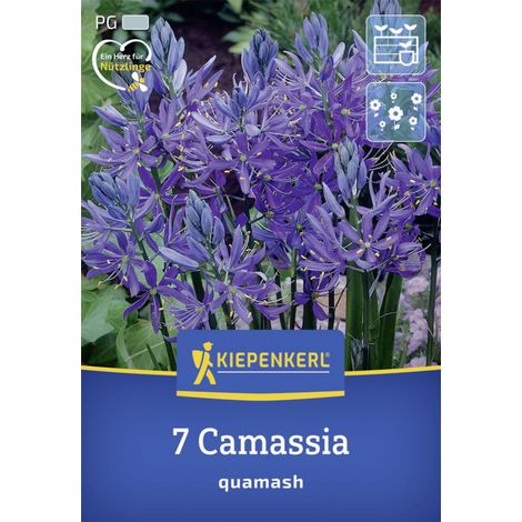 Kiepenkerl Herbstblumenzwiebel Prärielilie 7 Stück (1/2)