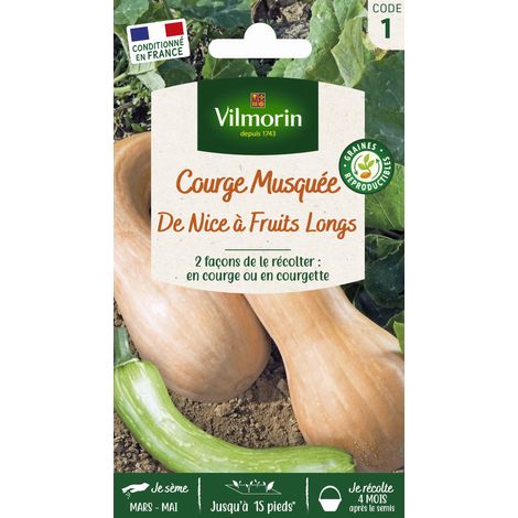 Courge Musquée de Nice à Fruits Longs Vilmorin (1/3)