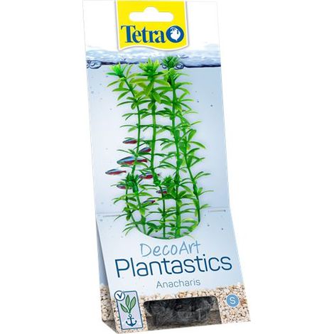 Planta acuario Tetra anacharis hojas verdes naturales (1/2)