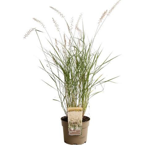 Herbe aux écouvillons orientale - Pennisetum orientale pot 3L (1/2)