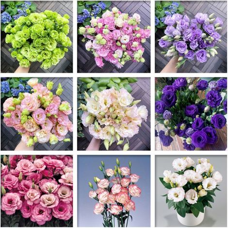 Lot de 2500 graines de lisianthus - Assortiment coloré pour jardin et pots, fleurs délicates et abondantes, croissance simple et floraison spectaculaire (1/5)